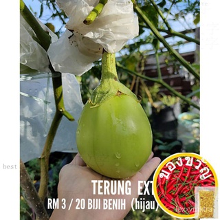 Benih Terung Extra Big◾15 biji beenihดอกทานตะวัน/กางเกง/เสื้อ/สร้อยข้อมือ/บ้านและสวน/เด็ก/แอปเปิ้ล/พาสต้า/คื่นฉ่าย/แม่แล