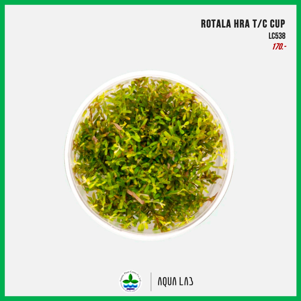 [APC] Rotala colorata (โรทาล่าโคโลราต้า) [ไม้น้ำ - Aquatic Plant] LC627