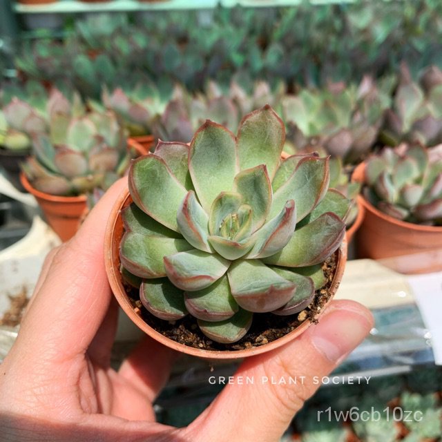 GPS Green Plant Society live succulent Echeveria Orion กลุ่มดาวนายพราน头饰/内裤/向日葵/上衣/花园/芹菜/手链/木瓜/母婴/苹果