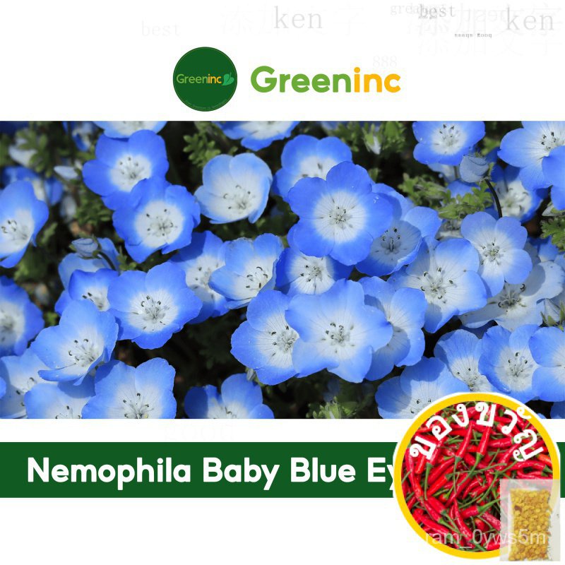 Nemophila Baby Blue Eyes Seeds (粉蝶花) Flower Seeds from SGผู้ชาย/กุหลาบ/ผักชี/แอปเปิ้ล/สร้อยข้อมือ/เม