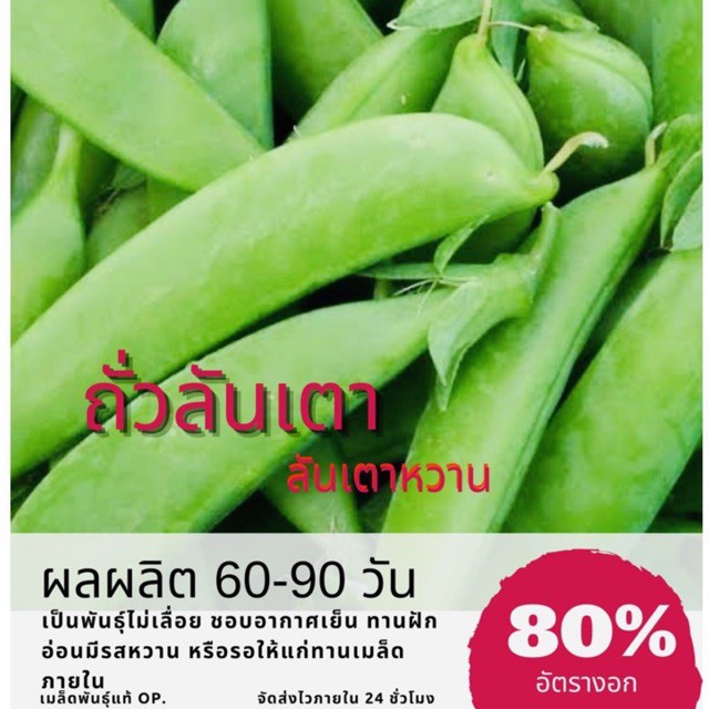 เมล็ดพันธุ์ ถั่วลันเตาหวาน 40 เมล็ด Sugar Pea, Sweet peas ถั่วลันเตา ราคาถูก ปลูกง่าย ปลูกไว้ทานกินเอง ซื้อ10แถม1คละได้