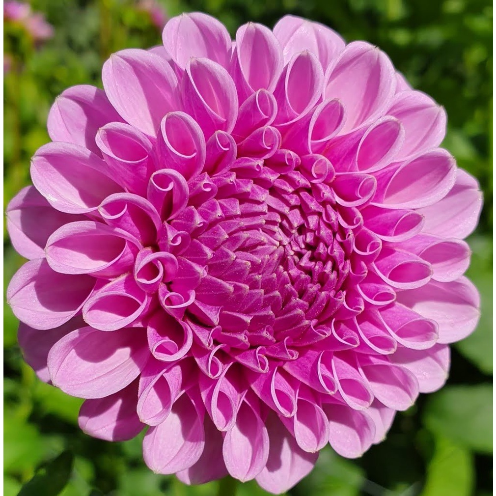 1 เหง้า/ชุุดรักเร่ Dahlia สายพันธุ์ Shirley Yeoman หัวรักเร่ ดอกไม้ ดอกรักเร่