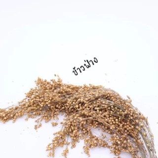 crazy pet shop🐹Flaxseed มิลเล็ตขาว/แดว ข้าวฟ่าง รวงข้าว ธัญพืช สำหรับแฮมสเตอร์