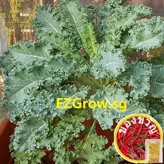 200 Curled Kale (dwarfed) Seeds (fr SG) ดอกไม้/เมล็ด/กระโปรง/ผักกาดหอม/พาสต้า/คื่นฉ่าย/มะละกอ/เด็ก/สวน/กุหลาบ/ CLWR