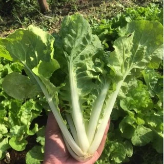 ผักกาดขาวใหญ่🎯ถูกที่สุด 9 บ.📌เมล็ดพันธุ์ผักกาดขาวใหญ่100-600เมล็ด🎈🌱งอกง่าย โตไว☘️พุ่มใหญ่🌱ทานอร่อย