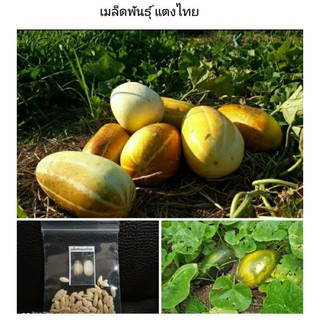 🥒เมล็ดพันธุ์ แตงไทย[ซื้อ1แถม1] 50 เมล็ด #แตงไทยเนื้อสีเขียว#แตงไทยเนื้อสีเหลืองสีทอง#แตงไทยเนื้อหวาน#แตงไทยลูกยาว#แตง