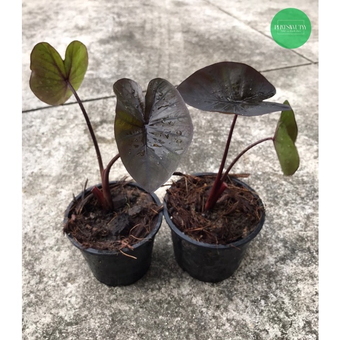 Colocasia kona coffee บอนนอก ใบดำสวยมาก สูง20-30cm ส่งทั้งกระถาง