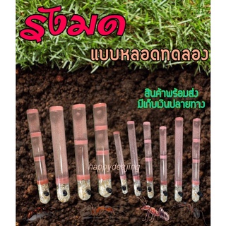 รังมดชนิดหลอดทดลอง แบบแก้ว สำหรับเลี้ยงมด มีให้เลือกมากมาย หลายแบบ หลายขนาดนะคะ
