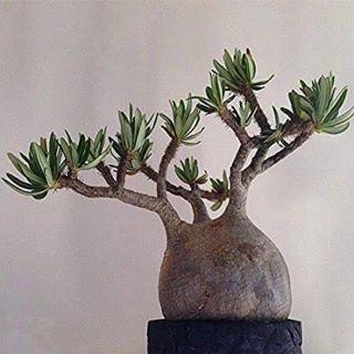 เมล็ด พาชี​โพเดียม​ Pachypodium rosulatum var.gracilius​ 10เมล็ด