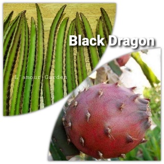 ตอแก้วมังกรพันธุ์หายาก พันธุ์นอก "Black Dragon"