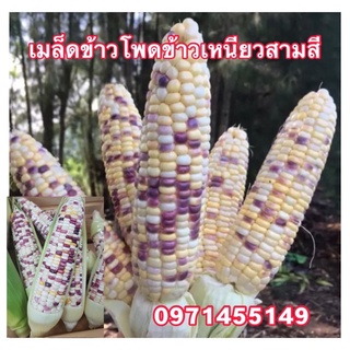 เมล็ดข้าวโพดข้าวเหนียวสามสี