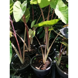 Colocasia Red eyeโคโลคาเซียเรดอายกระถาง4"ชำรากงอกดีแล้วตัดใบเหลือยอดส่งหรือส่งทั้งกระถาง