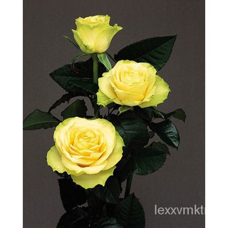 10 seeds/pack Multi-colored Rose flower Seeds Bonsai Ornamental Flower Plant生菜/木瓜/母婴/香菜/上衣/通心菜/文胸/苹果/帽子/内裤/ XY2Z