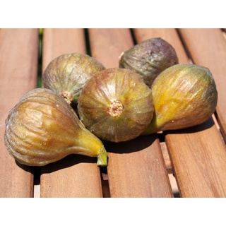 10 เมล็ด เมล็ดมะเดื่อฝรั่ง Figs สายพันธุ์ Eastern Brown Fig (อิสเทินบาร์วฟิกส์)