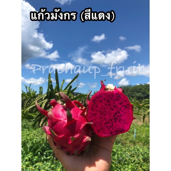 แก้วมังกรสีแดง 📍 หวานๆ ฉ่ำๆเลยย (ขายเป็นกิโล)