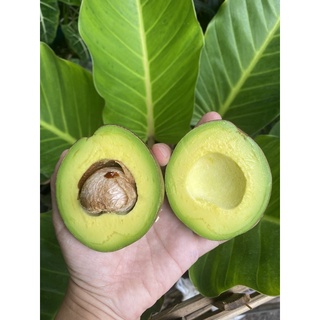 อโวคาโดพันธุ์นำเข้าพื้นเมือง 🥑 ขายเป็นลูก