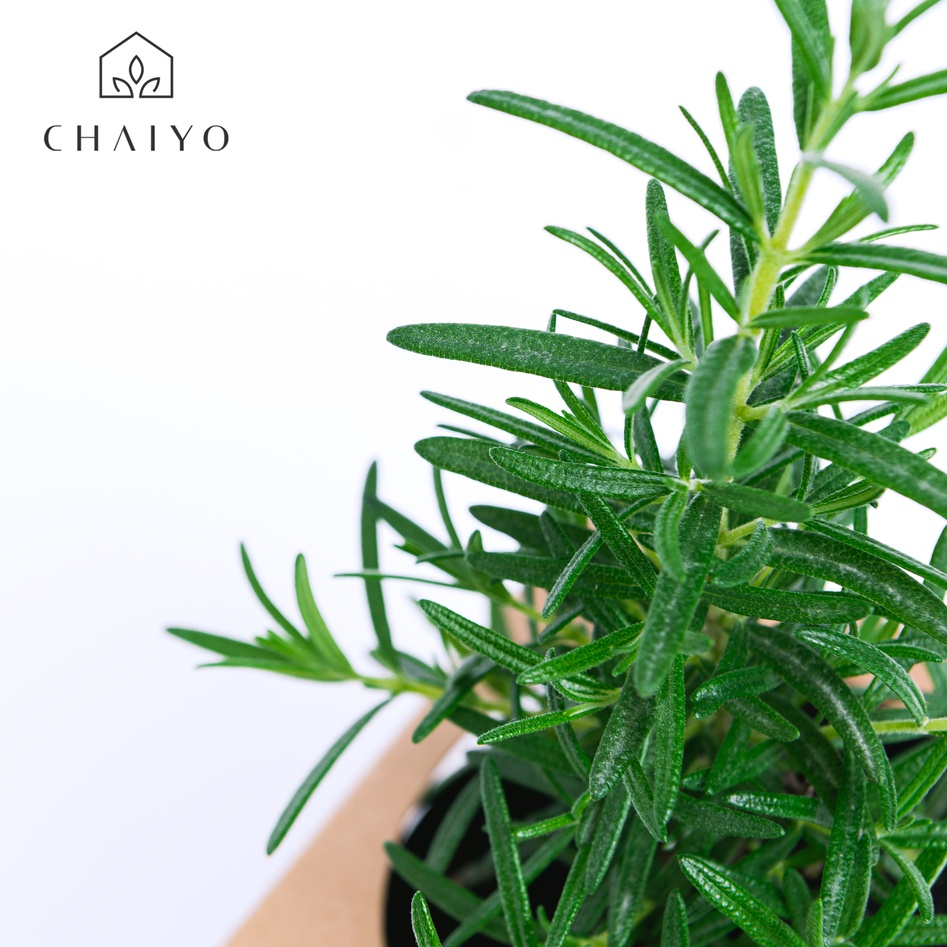 ต้นโรสแมรี ออร์แกนิค Organic Rosemary รูปที่ 3