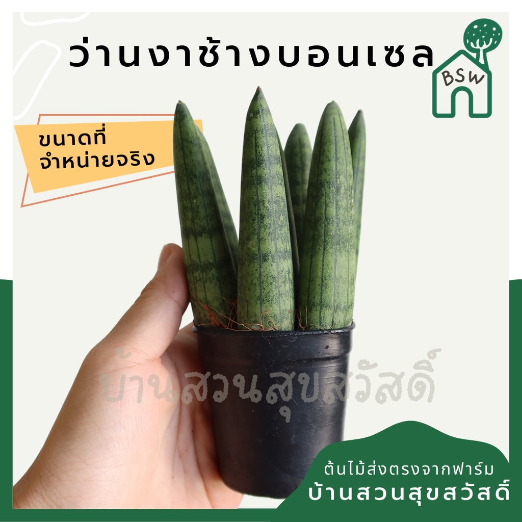 ต้นว่านงาช้างบอนเซล ความสูง 13 ซม. มาพร้อมกระถาง