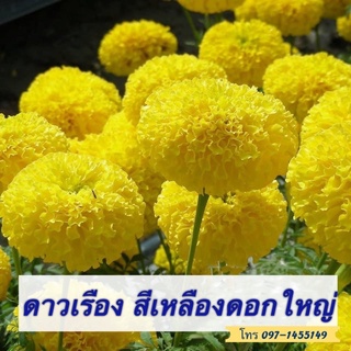 เมล็ดดาวเรืองเหลืองสุโขทัย สีเหลืองสวย นิยมปลูกตัดดอกขาย100เมล็ด