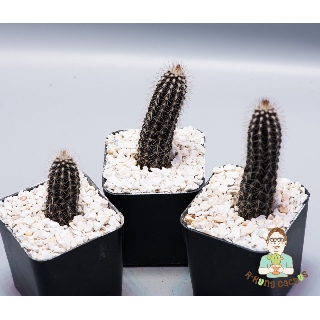 Setiechinopsis mirabilis (ดินสอดำ)   SP1413