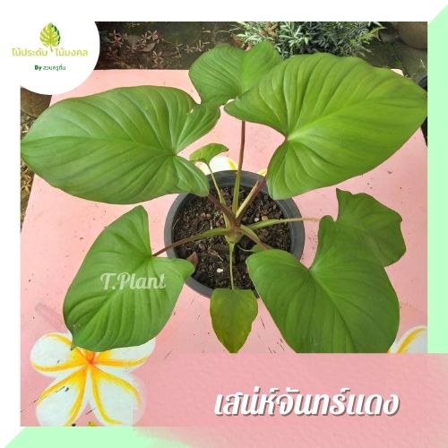 เสน่ห์จันทร์แดง ไม้ประดับ ไม้มงคล ไม้ฟอกอากาศ ไซส์กระถาง 5-6นิ้ว , 8นิ้ว *จัดส่งแบบห่อตุ้ม*