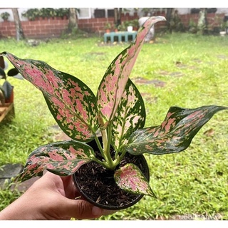 ถูก ใหม่ สายพันธุ์1แพ็ค seeds Aglaonema Red Valentine เมล็ดพันธ50 เมล็ด (ไม่ใช่พืช/นี่มันเมล็ดพืช ) 9FSG