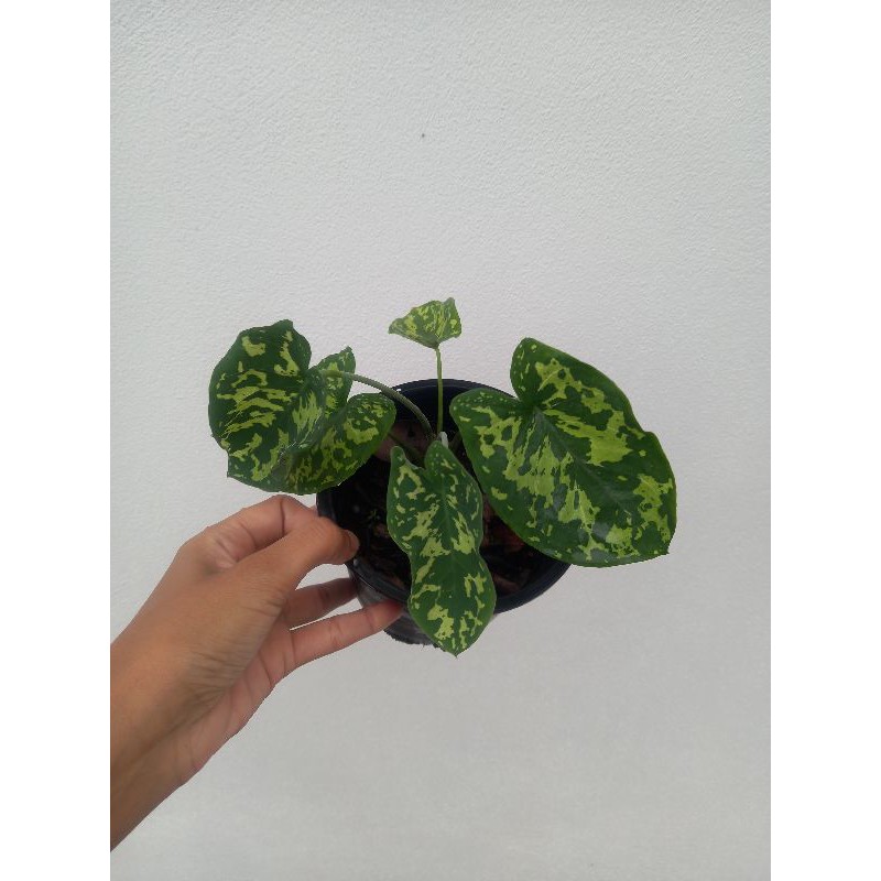 Colocasia Esculenta ‘Hilo Beauty’🌺บอนเสือพราน🌺จัดส่งพร้อมกระถาง
