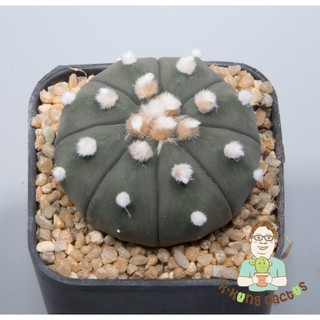 Astrophytum โออิโบะ SP.224