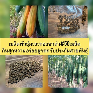 เมล็ดพันธุ์มะละกอแขกดำ#50เมล็ด 🌱💥กินสุกหวาน อร่อยลูกดก รับประกันสายพันธุ์