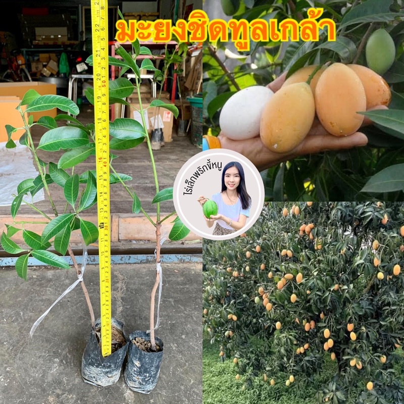 #ต้นมะยงชิดพันธุ์ทูลเกล้า ต้นแม่พันธุ์แท้จากนครนายกนำมาขยายพันธุ์(เสียบยอด)2-3ปีติดผลต้นละ69บาท