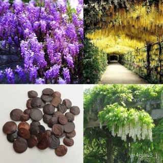 （อัตราการปลูกสูง）20pcs Wisteria Seeds and Trees Forest Seed Garden Climbing Plants Flowers and Plants Seeds Good Quality