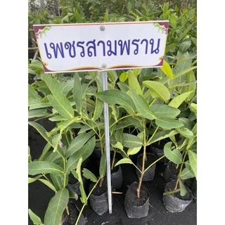 ต้นชมพู่เพชรสามพราน❗️มีขนาดให้เลือก2ขนาด❗️ พร้อมปลูกรสชาติหวานอร่อย