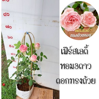 🌹เฟีร์เลดี้ดอกทรงถ้วย