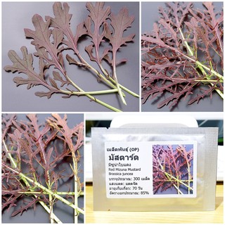 เมล็ดพันธุ์ มัสตาร์ด มิซูน่าใบแดง (Red Mizuna Mustard Seed) บรรจุ 300 เมล็ด คุณภาพดี ราคาถูก ของแท้ 100%
