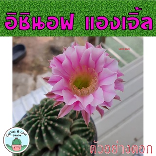 อิชินอฟแองเจิ้ล Echinopsis Hybrid Angel กระบองเพชร