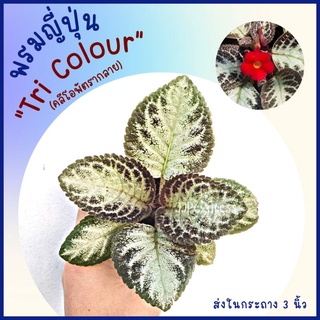 พรมญี่ปุ่น "ไตรคัลเลอร์" (Tri Couour) กลายมาจากคลีโอพัตราดอกสีแดง ใบสีเงิน  (กระถาง 3 นิ้ว) สีใบมีเสน่ห์ ค่าส่งถูก