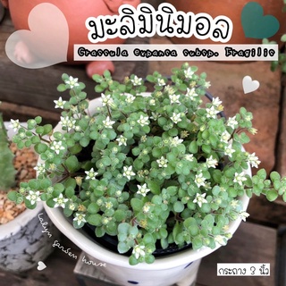 🕊🌼 ดอกมะลิ มินิมอล 🤍 ดอกสีขาวเล็กๆน่ารักมาก ❗️ (ไม้อวบน้ำที่ทนแดด ทนฝน100%) Crassula expansa subsp. Fragilis 🕊🌼