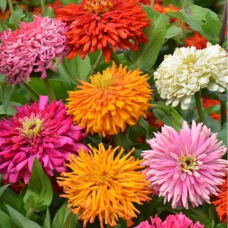 เมล็ดบานชื่นแคคตัส 50เมล็ด(0.5กรัม) Zinnia Cactus elegans เมล็ดพันธุ์พรีเมี่ยมเกรด