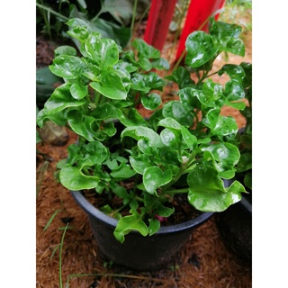 ผักวอเตอร์เครส-Watercress ผักเพื่อสุขภาพ สีเขียว