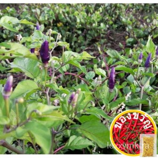 Purple Chilli Pepper Seeds (aprx 30 seeds) Sili Seeds上衣/芹菜/母婴/木瓜/seeds/内裤/儿童/鲜花/裙子/园艺/ Y6YJ