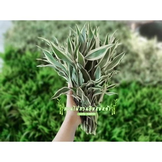 ไผ่กวนอิม ต้นตรง (มัดละ 20 ต้น) สูง 30-35 ซม. จากโคนถึงปลายยอด