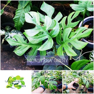 👑ต้นมอนสเตอร่าจินนี่ Monstera Ginny ไม้ฟอกอากาศ ไม้กระถาง ไม้ใบ👑