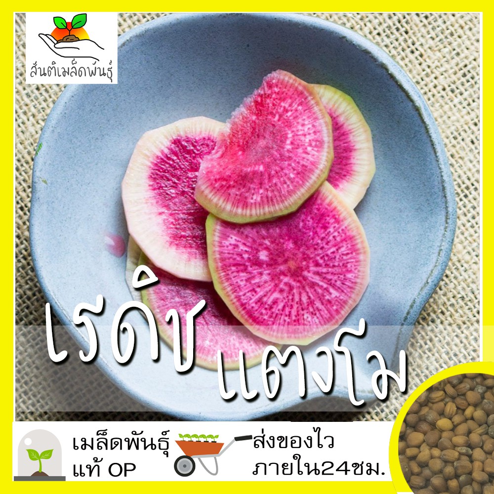 เมล็ดพันธุ์ เรดิช แตงโม 100 เมล็ด Watermelon Radish เมล็ดพันธุ์แท้ นำเข้าจากต่างประเทศ ปลูกผัก สวนครัว ถูกดี เพาะง่าย