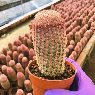 [ถูกสุด] cactus เรนโบว์ กระบองเพชร แคคตัส