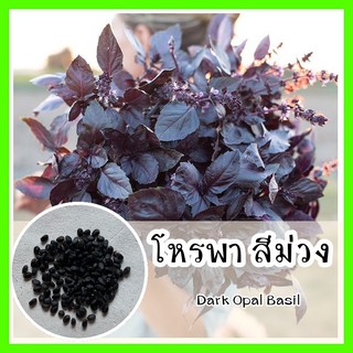 พร้อมส่ง ❗ รหัส 088 เมล็ดพันธุ์แท้ OP แท้  โหระพาสีม่วง ปลูกง่าย สีม่วงสวยงาม - Dark opal basil เมล็ดโหระพา