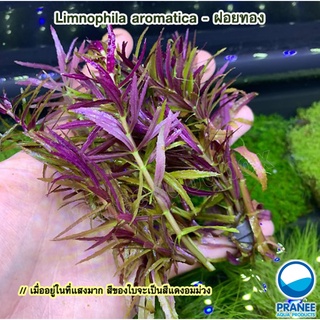 Limnophila aromatica - ฝอยทอง ต้นไม้น้ำพร้อมปลูก ต้นไม้น้ำ ** กรุณาอ่านรายละเอียดก่อนสั่งซื้อ **