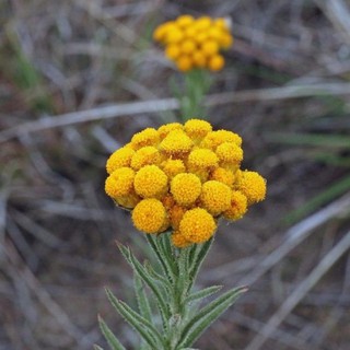 เมล็ดพันธุ์ ดอกเดซี่ ช่อสีเหลือง (Clustered Everlasting Daisy)บรรจุ 20 เมล็ด นิยมทำดอกไม้แห้ง