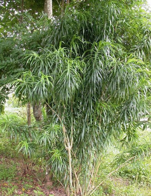 ต้นคอนแคนหรือค้อนหมาขาว กินยอดอ่อนดอกอ่อน เป็นไม้ประดับได้ - รูปที่ 2