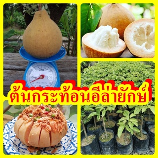 ต้นพันธุ์กระท้อนพันธุ์อีล่ายักษ์
