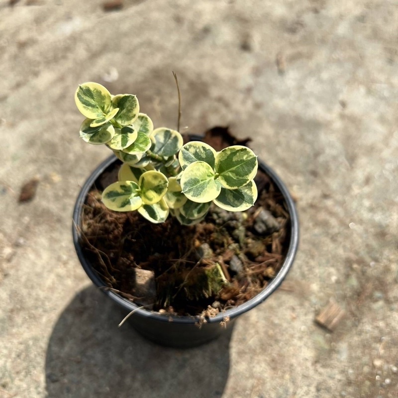 มุมมอง 3